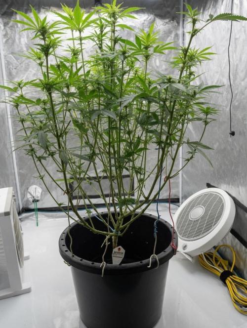 Runtz by Dutchfem. Week 6