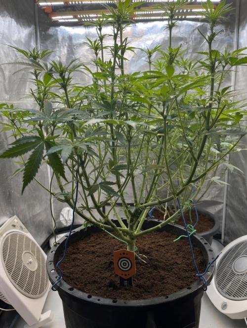 Apple Fritter by Kanabia. Week 6
