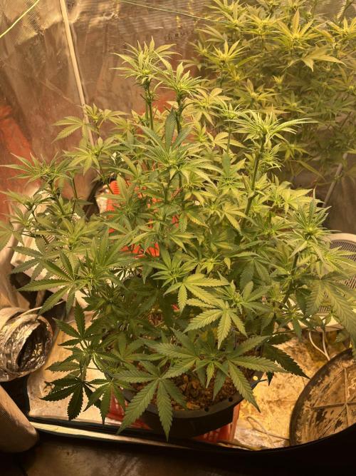Apple Fritter by Kanabia. Week 6