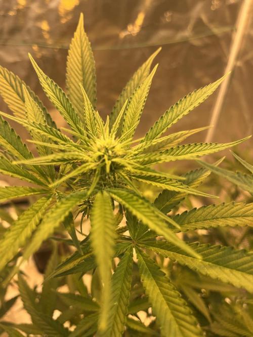 Apple Fritter by Kanabia. Week 6