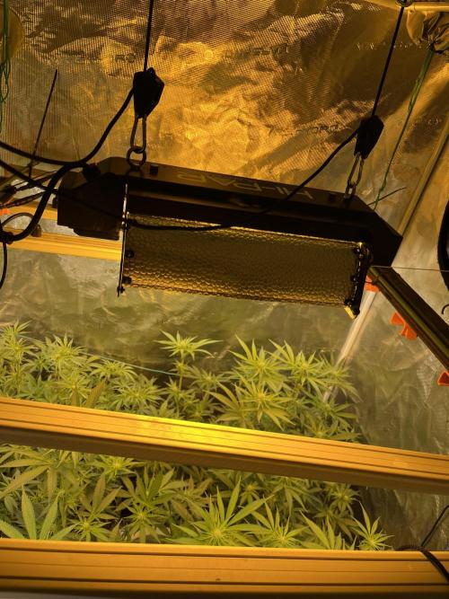 Apple Fritter by Kanabia. Week 6