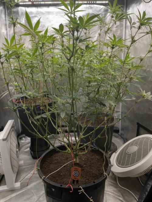 RS11 take 2. Week 6
