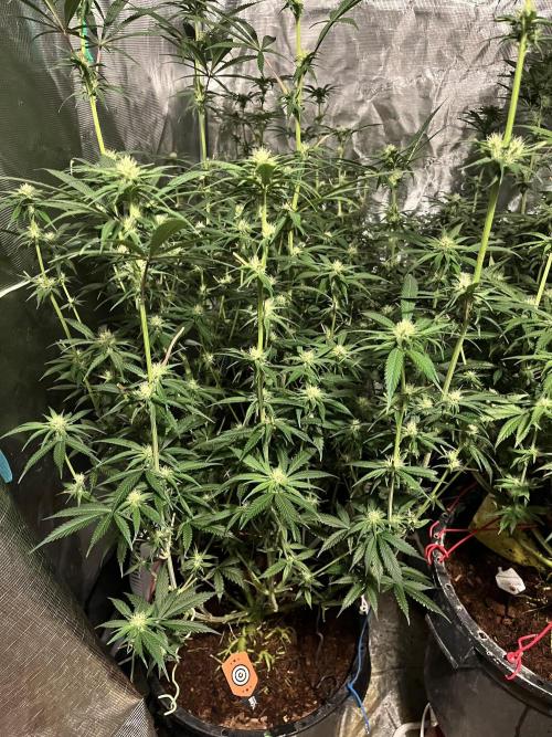 RS11 take 2. Week 7