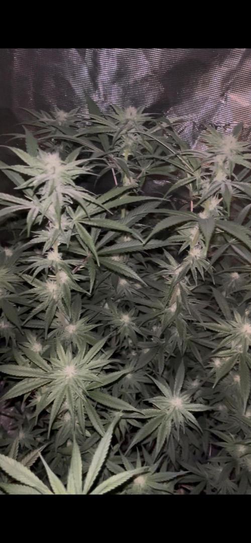 Apple Fritter by Kanabia. Week 7