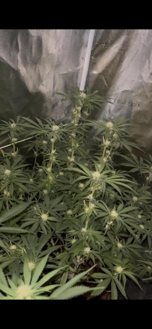 Apple Fritter by Kanabia. Week 7