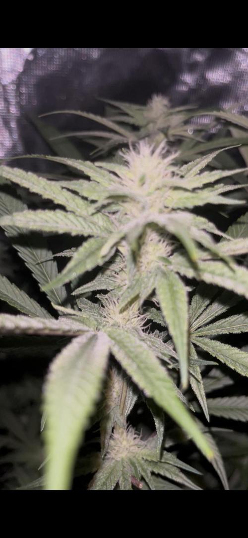 Runtz by Dutchfem. Week 7