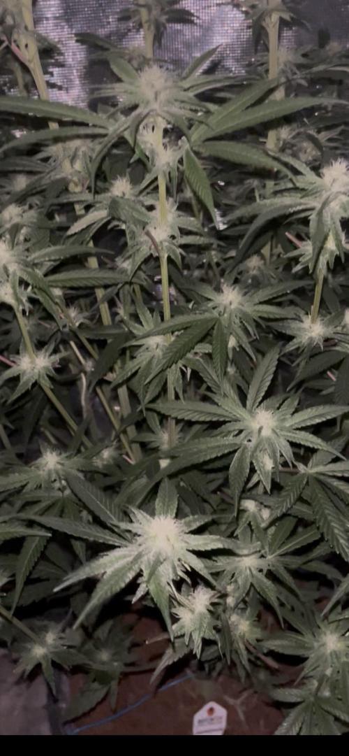 Runtz by Dutchfem. Week 7