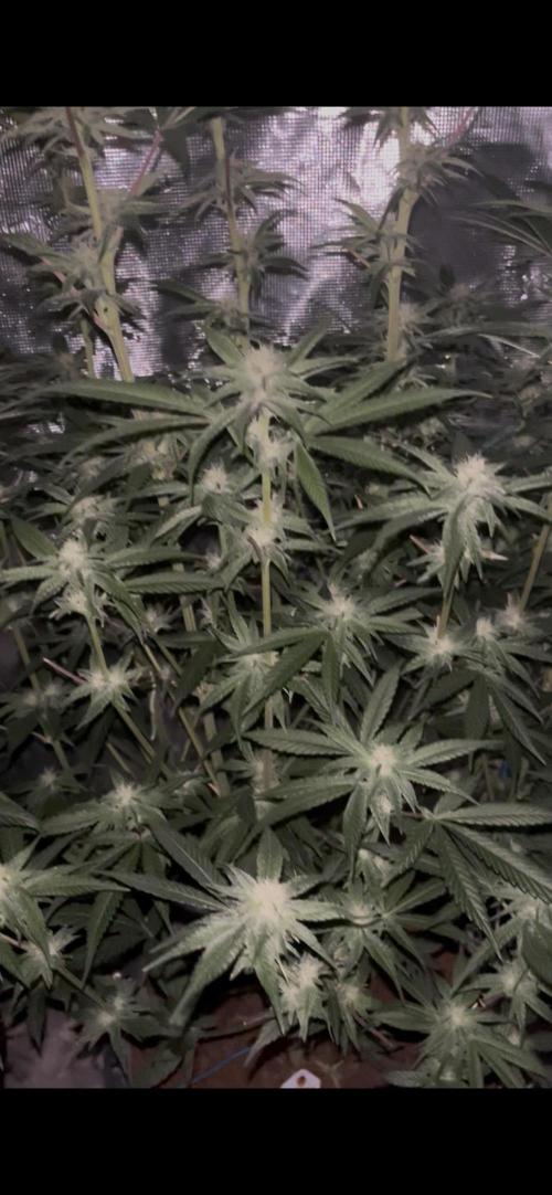 Runtz by Dutchfem. Week 7