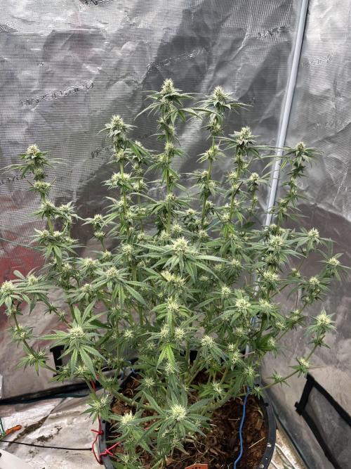 Apple Fritter by Kanabia. Week 8