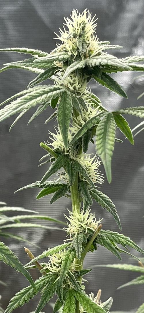Apple Fritter by Kanabia. Week 8