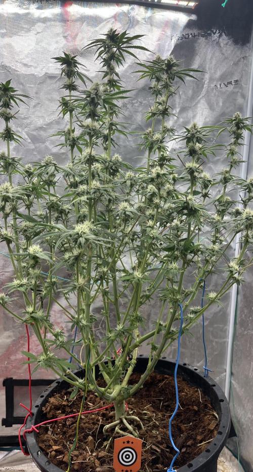 Apple Fritter by Kanabia. Week 8
