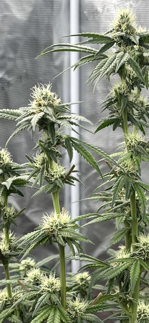 Apple Fritter by Kanabia. Week 8