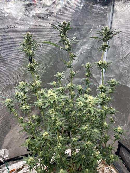 RS11 take 2. Week 8