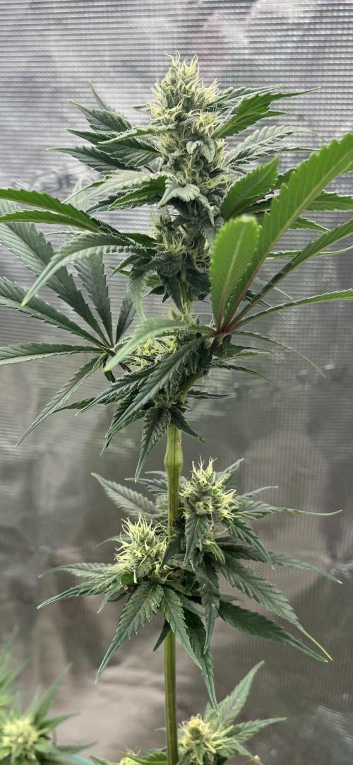 RS11 take 2. Week 8