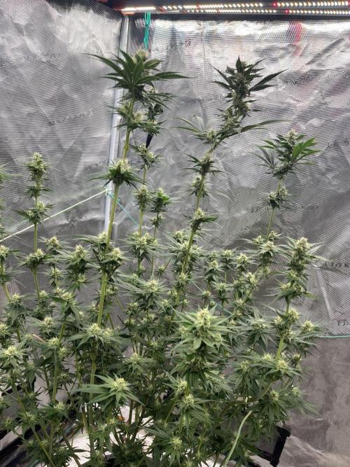 RS11 take 2. Week 8