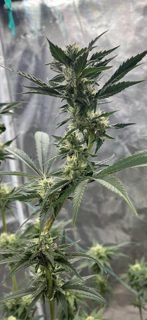 RS11 take 2. Week 8
