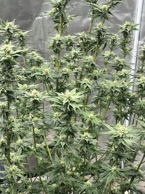 Runtz by Dutchfem. Week 8