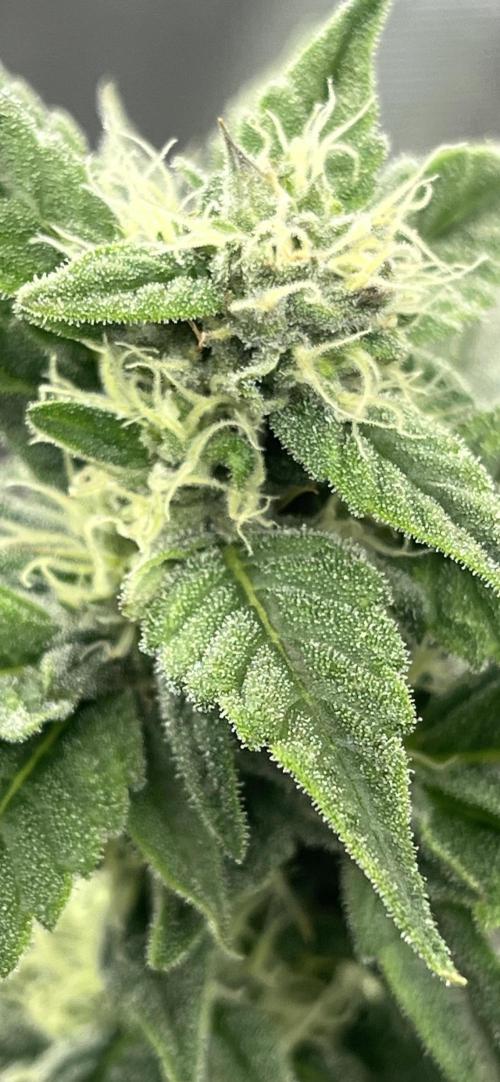 Runtz by Dutchfem. Week 8