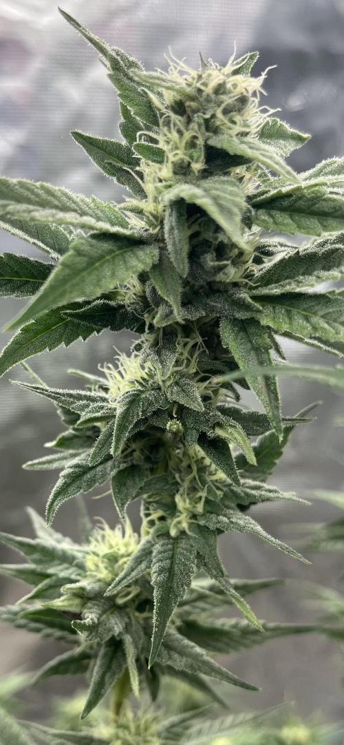 Runtz by Dutchfem. Week 8