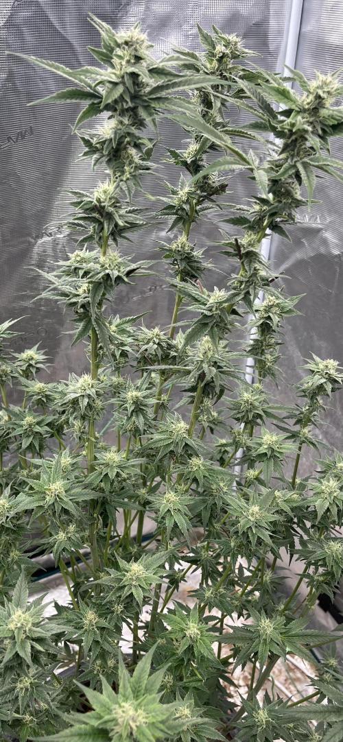 Runtz by Dutchfem. Week 8