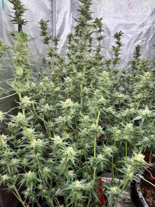 RS11 take 2. Week 9