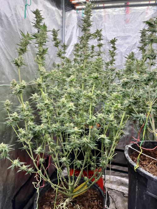 RS11 take 2. Week 9