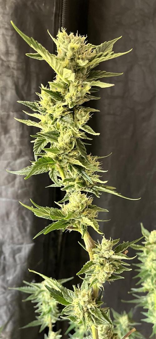 RS11 take 2. Week 9