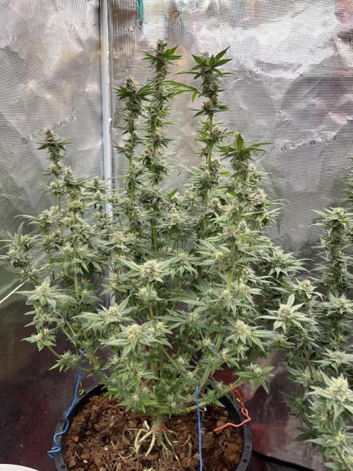 RS11 take 2. Week 9