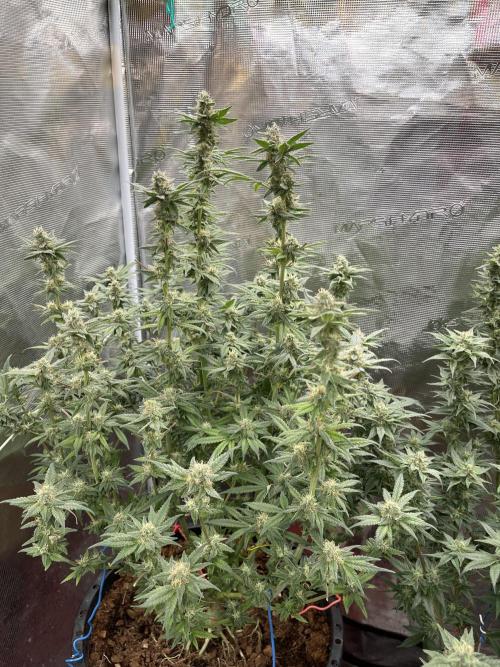 RS11 (Rainbow Sherbert #11). Week 9