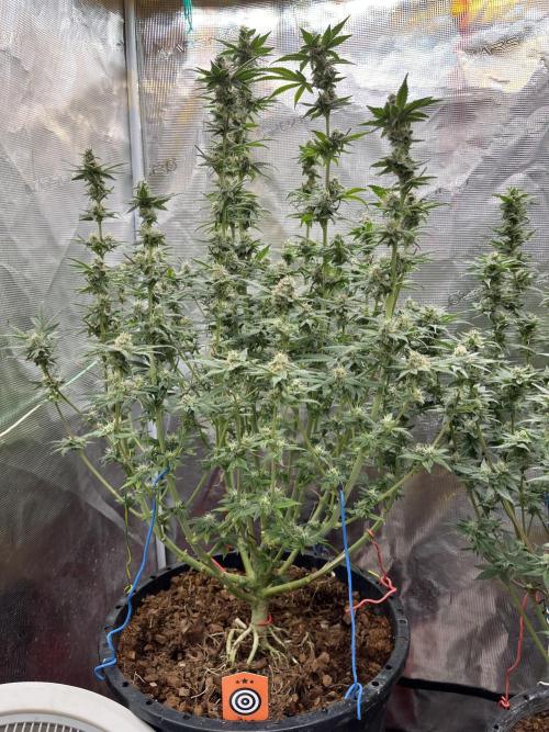 Apple Fritter by Kanabia. Week 9
