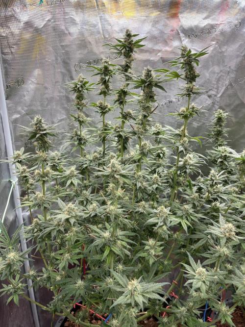 Apple Fritter by Kanabia. Week 9