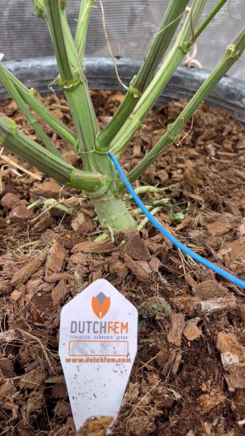 Runtz by Dutchfem