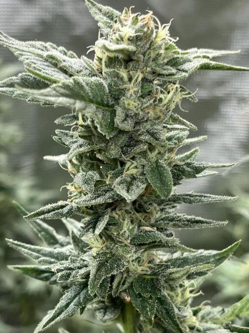 Runtz by Dutchfem. Week 9