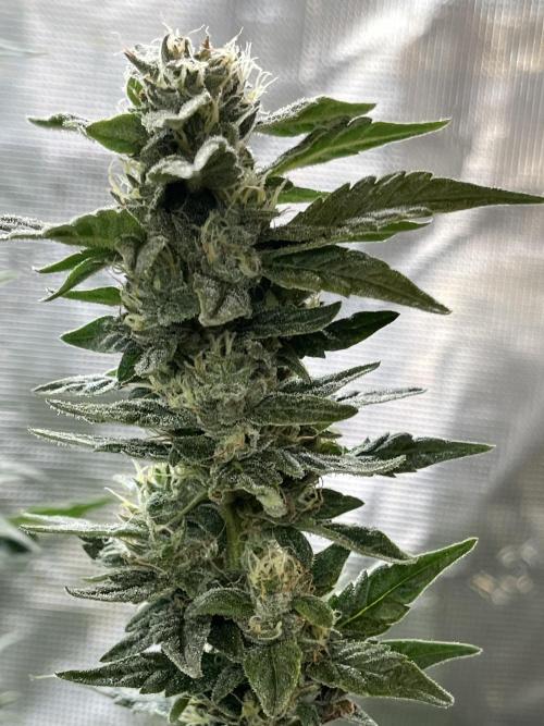 Runtz by Dutchfem. Week 9