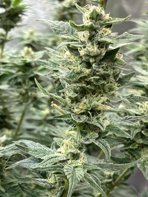 Runtz by Dutchfem. Week 9