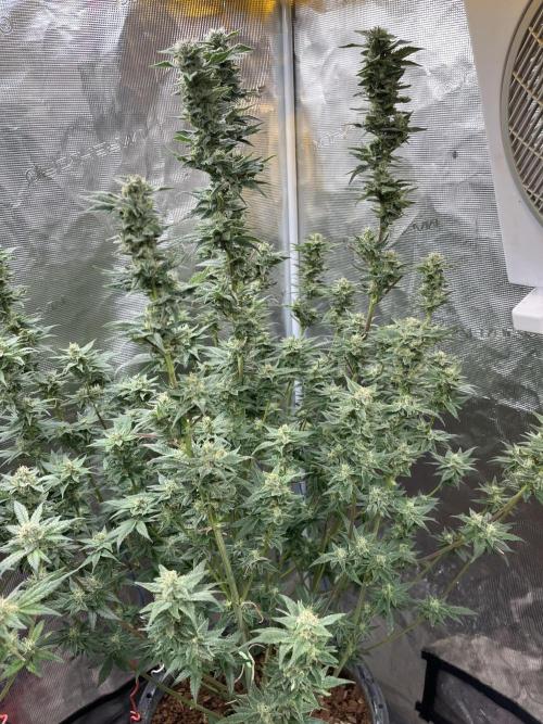 Runtz by Dutchfem. Week 9