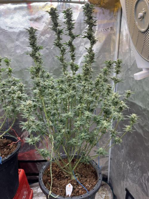 Runtz by Dutchfem. Week 9