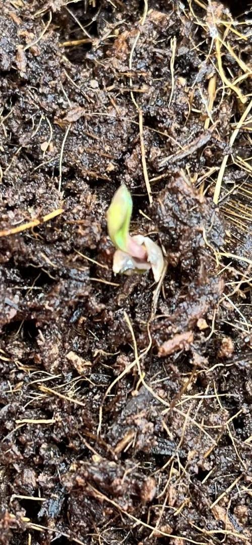 Alien Moonrock by original sensible. Week 0