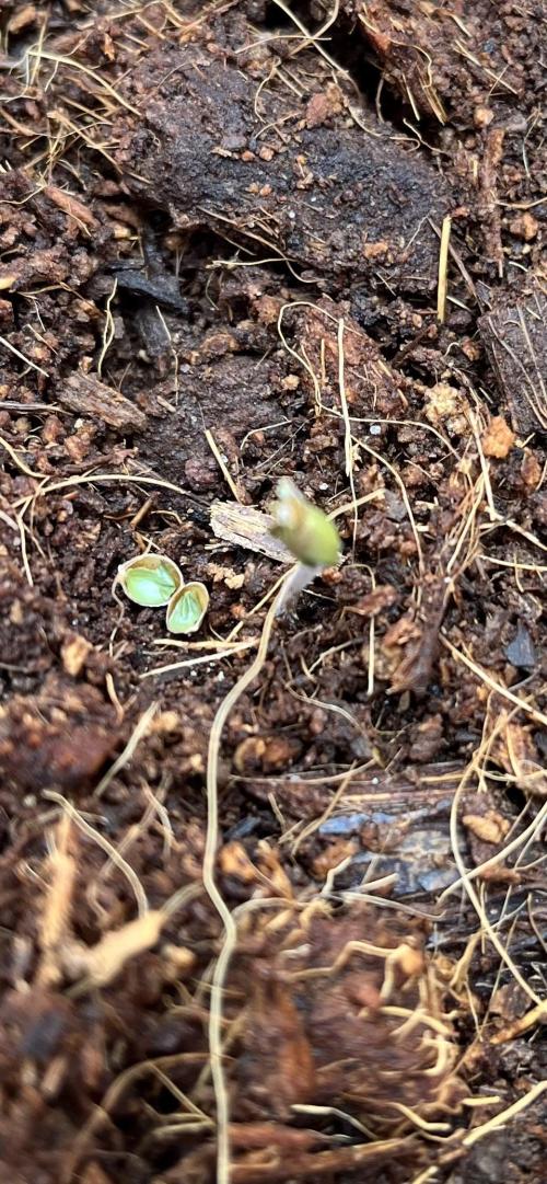 Alien Moonrock by original sensible. Week 0