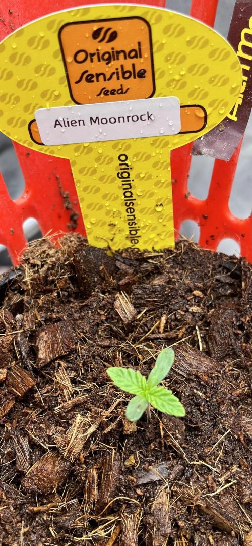 Alien Moonrock by original sensible. Week 0