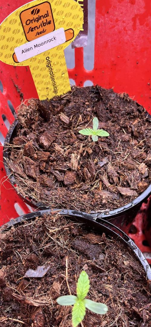 Alien Moonrock by original sensible. Week 0