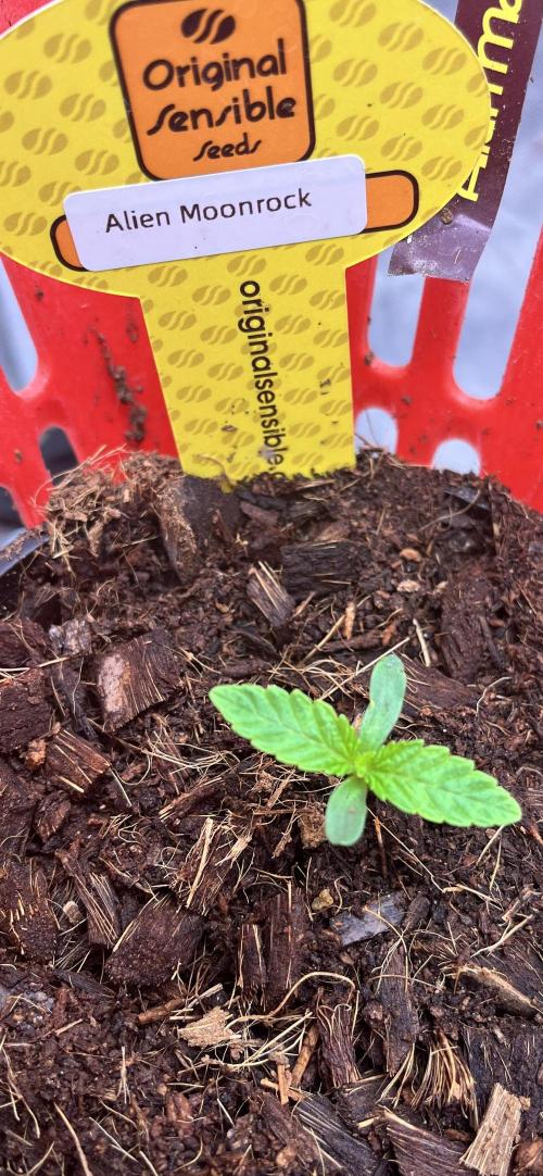 Alien Moonrock by original sensible. Week 0