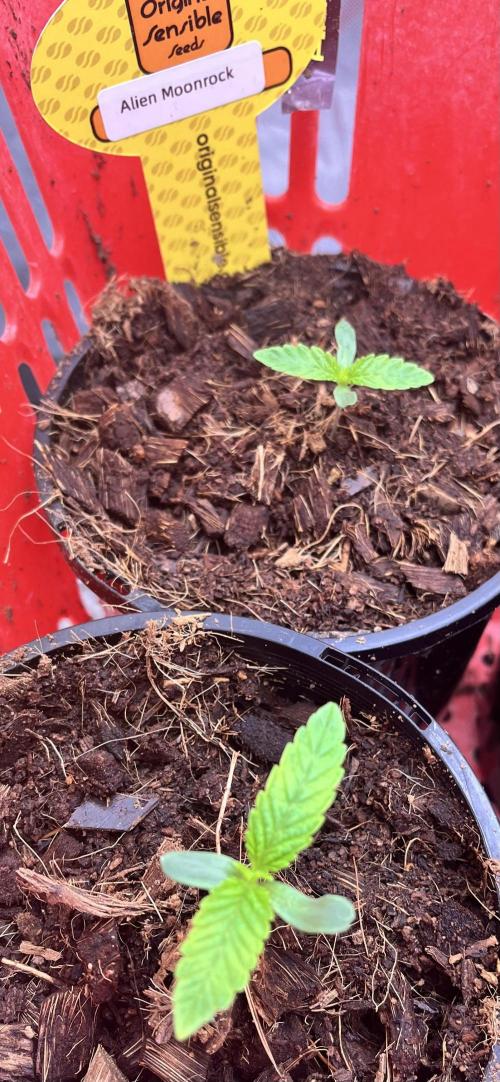 Alien Moonrock by original sensible. Week 0