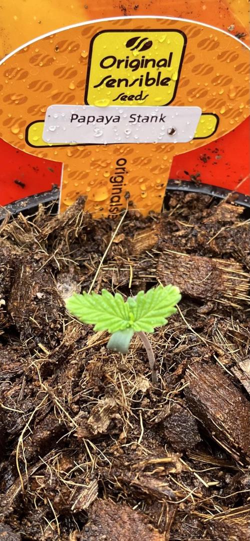 Papaya Stank by original sensible. Week 0