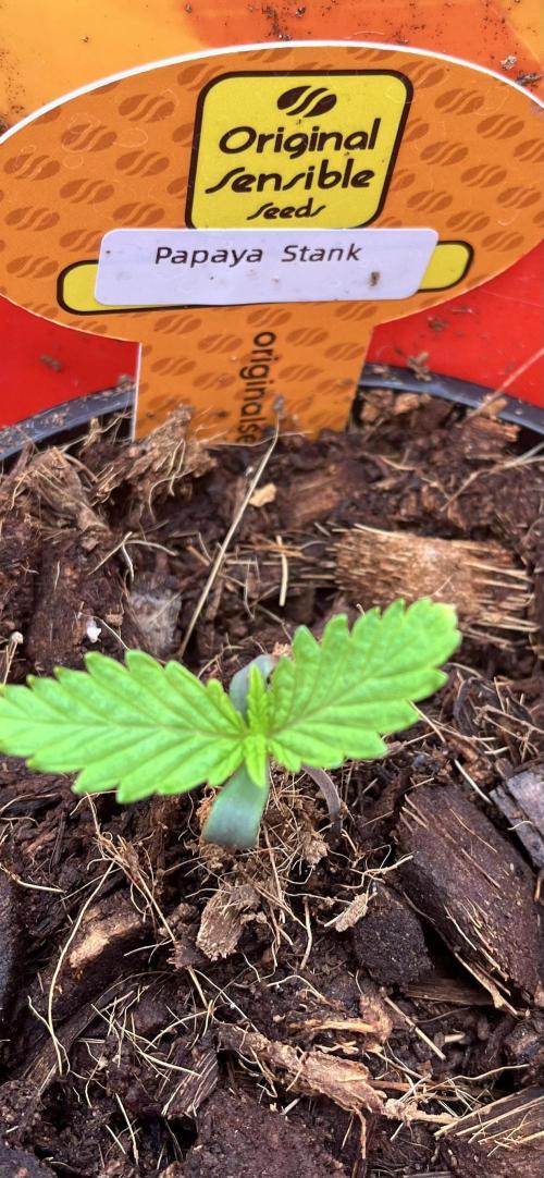 Papaya Stank by original sensible. Week 0