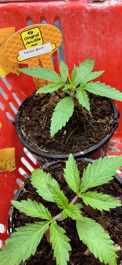 Papaya Stank by original sensible. Week 1