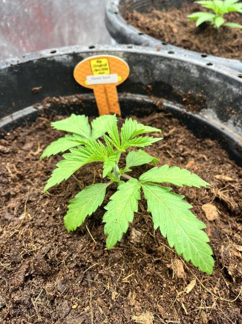 Papaya Stank by original sensible. Week 2