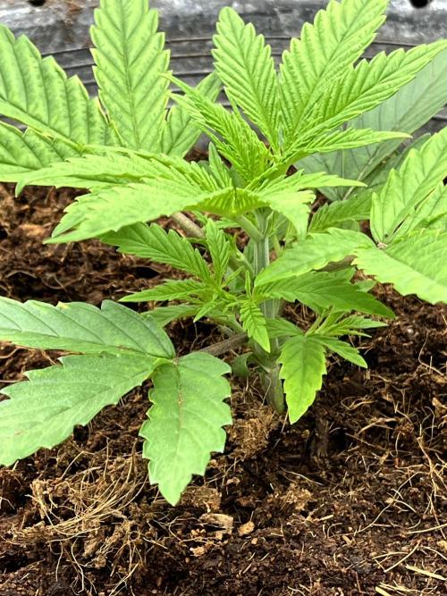 Papaya Stank by original sensible. Week 2