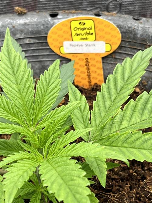 Papaya Stank by original sensible. Week 2