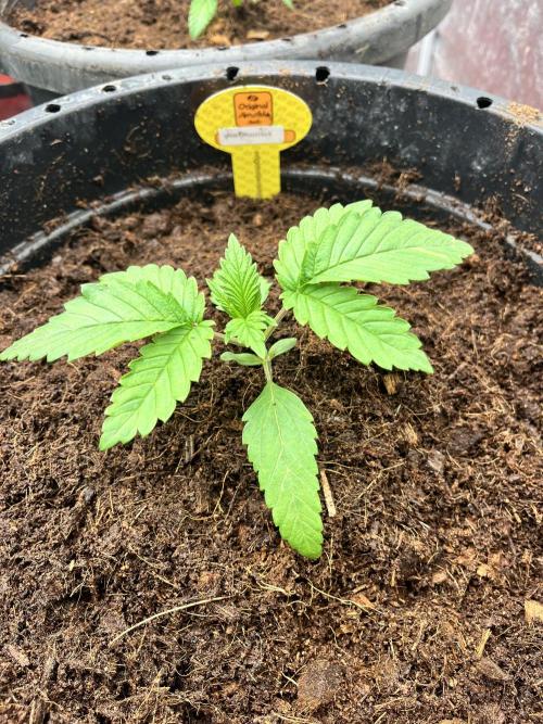 Alien Moonrock by original sensible. Week 2